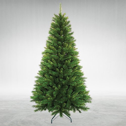 American Pine Tree